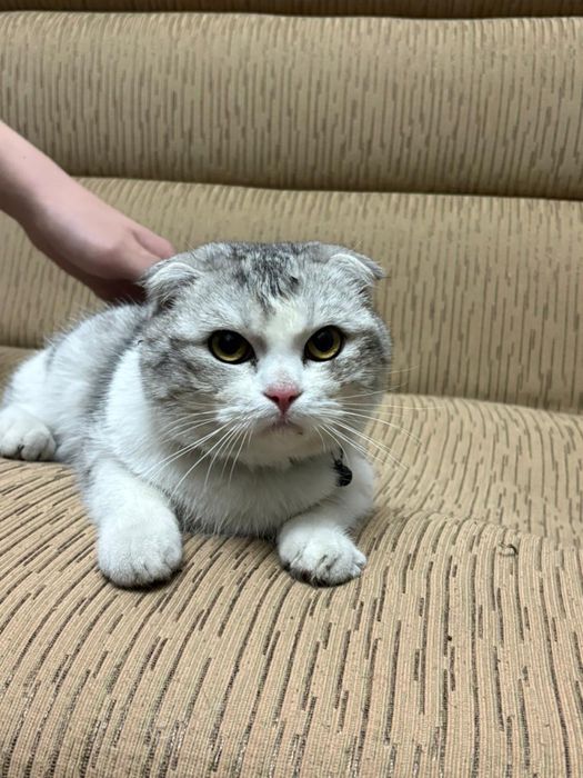 Продам кота в свящи с переездом