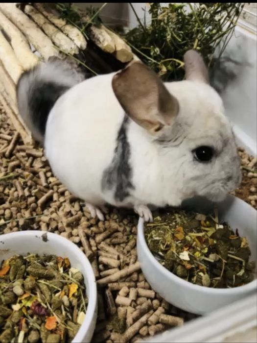 Pereche chinchilla