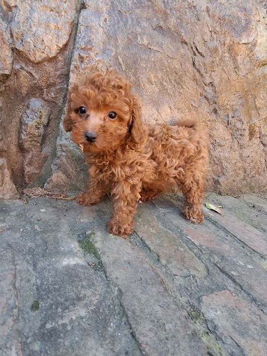 Pudel/Poodle miniature