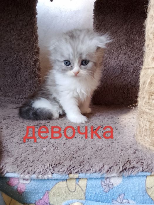 Продаютс породистые котята