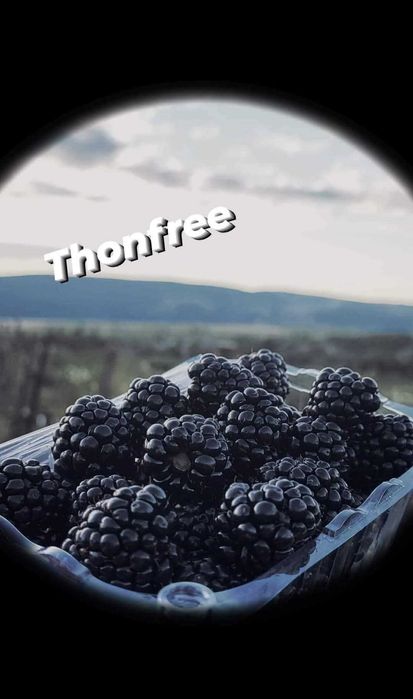 Plante de vânzare zmeura si mure