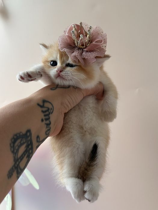 Котята Бритаские Шиншиллы