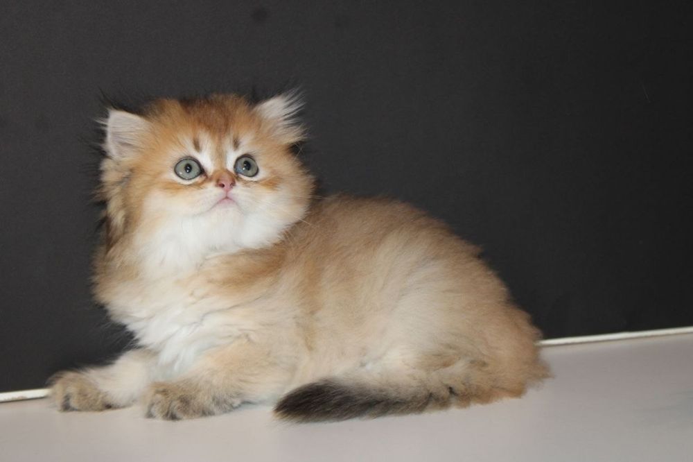 Скоттиш страйт , девочки
