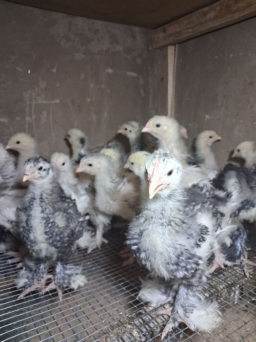 Продам цеплят кохинхинов