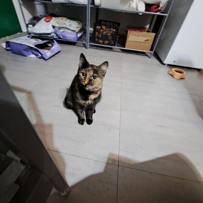 Adoptie pisica tortoishell Hera