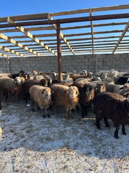 Семіз қара транни