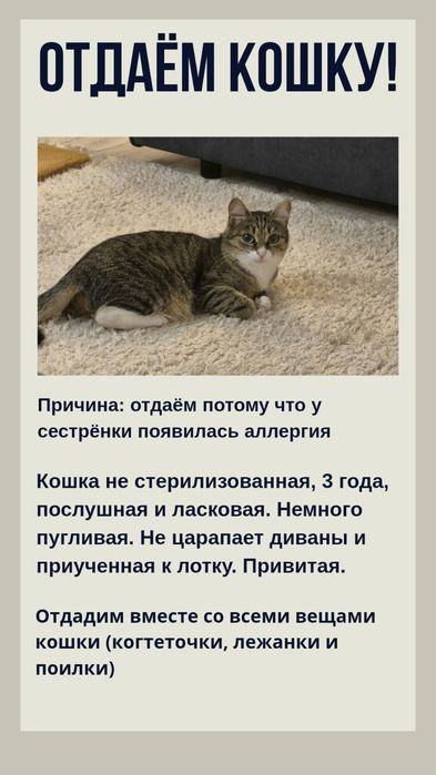 Отдадим кошку в хорошие руки