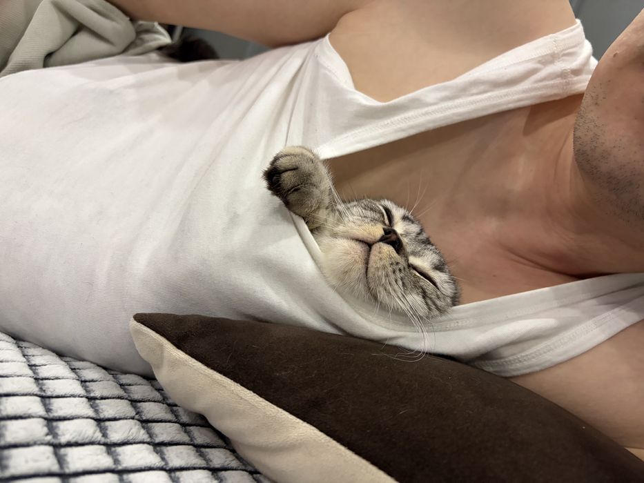 Отдам кота в добрые руки