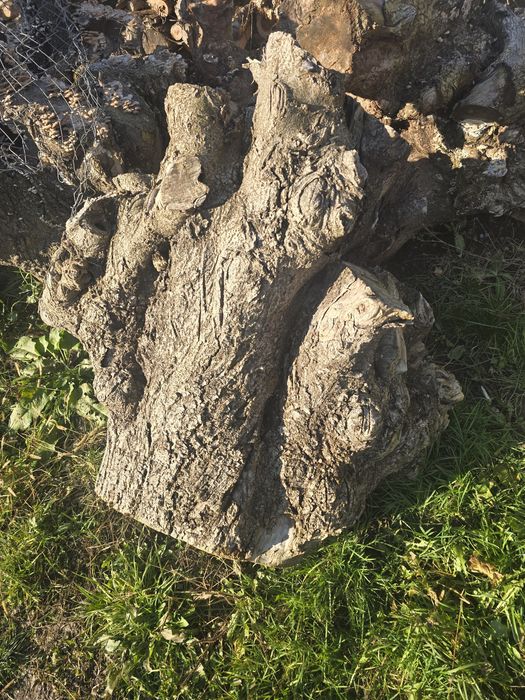 Rădăcini pentru debitat pentru mobilier masiv NEGOCIABIL