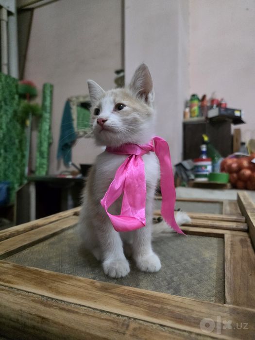 Персиковый котёнок бесплатно, мальчик