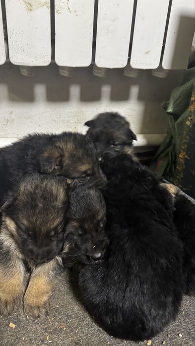 Продам щенки немецкий овчарки