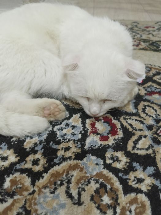 Бесплатно бесплатно девочка котенок