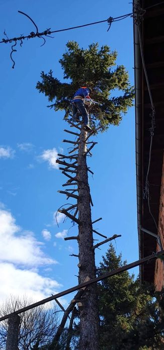 Професионално рязане на опасни дървета