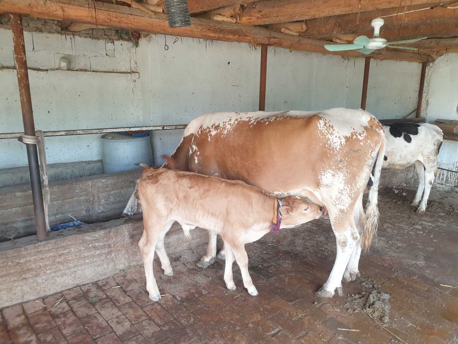 Dexqondan Smental sigir sotiladi 2 bolasi suti 15 lt yeb ichish joyida