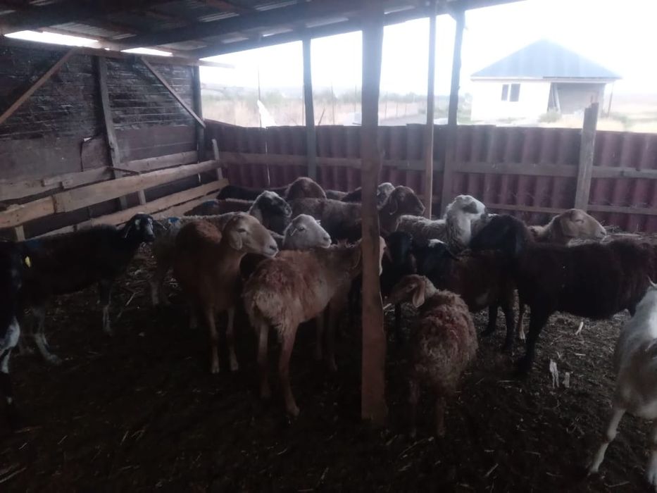 Кои сатылады 50000т