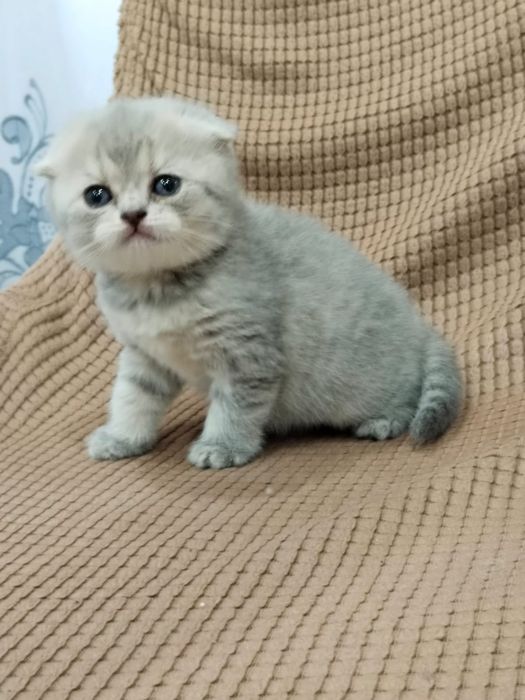 Шотландская девочка