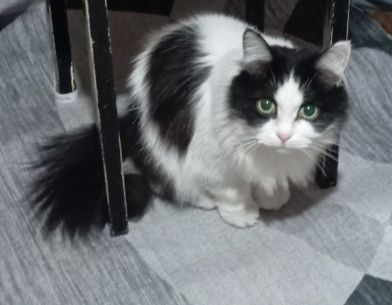 Потерялась кошка