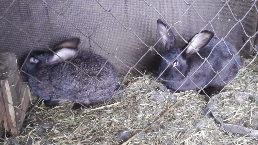 Продам кроликов 3 штуки