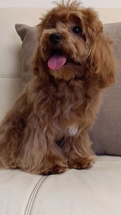 малтипу мъжки и женски  кученца