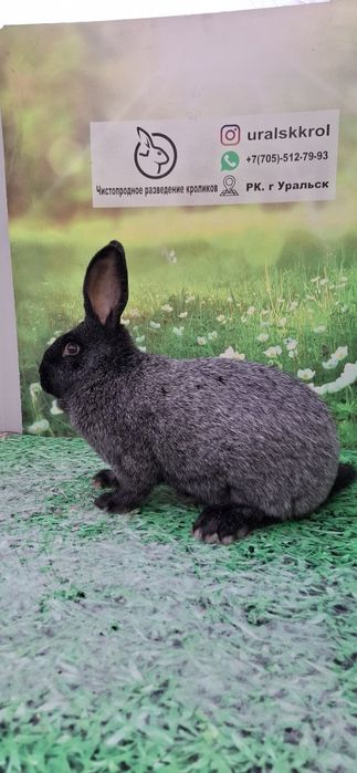 Кролики чистопородные