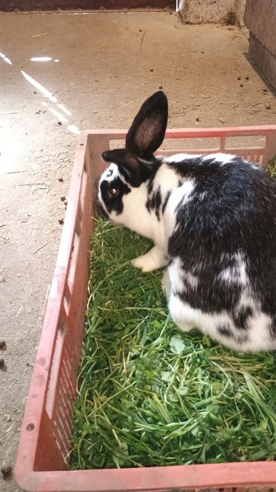 Vând iepuri fluture german.