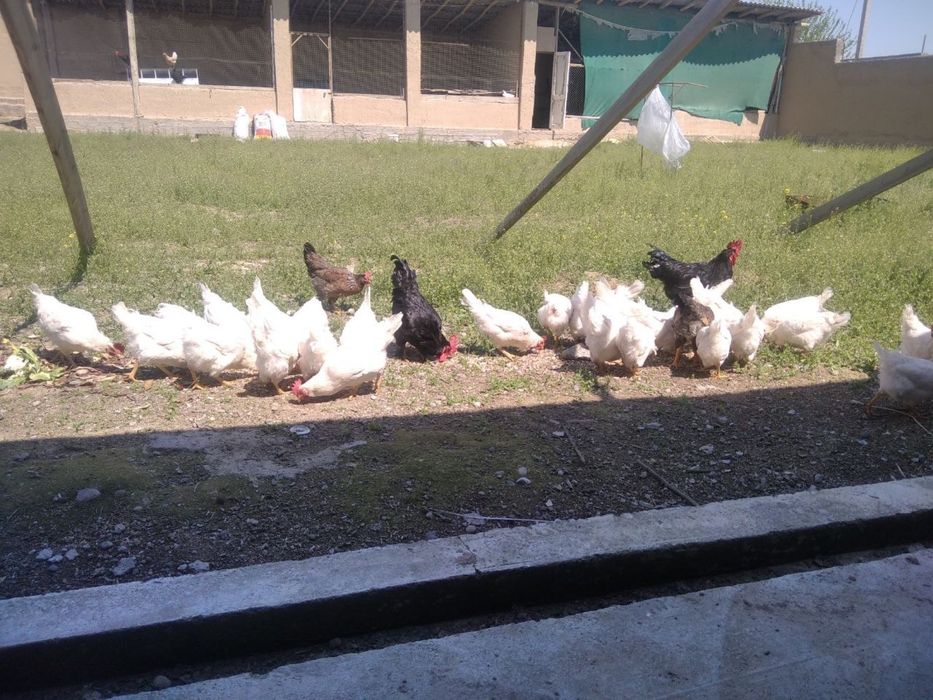 Xonaki tovuqlar (Tuxum tug'adigan)