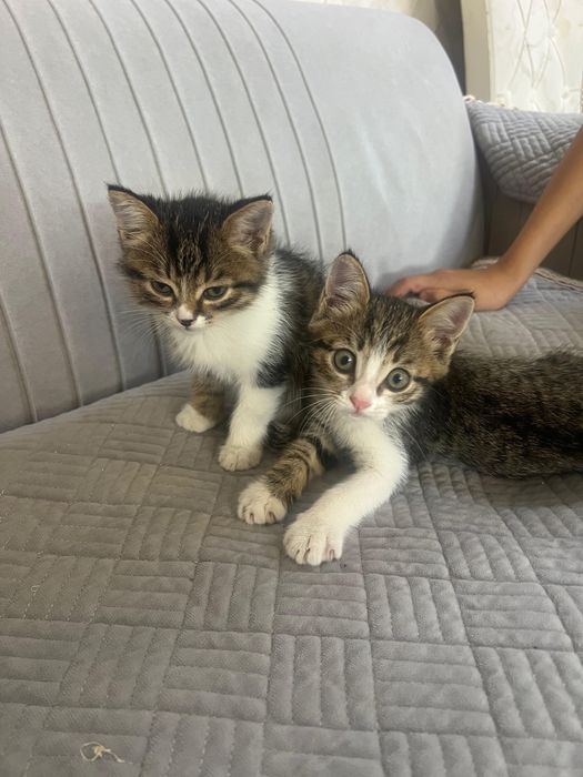 Отдам котят в хорошие руки