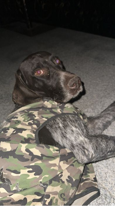 Вязка случка курцхаар кобель ит кашырту