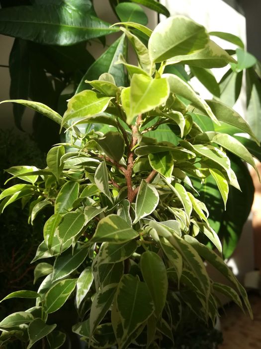 Фикус бенджамина.