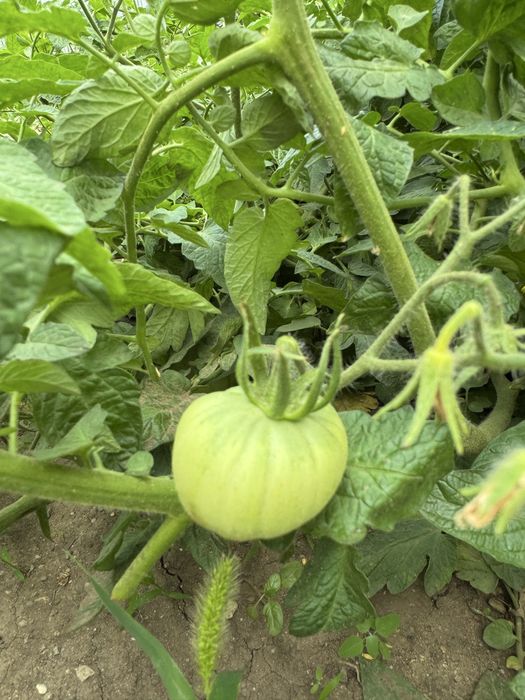 Продам дом со всеми удобствами