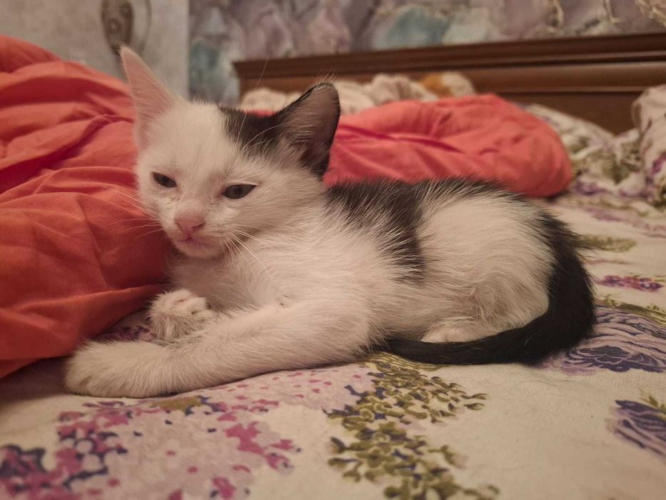 Отдам котят в добрые руки