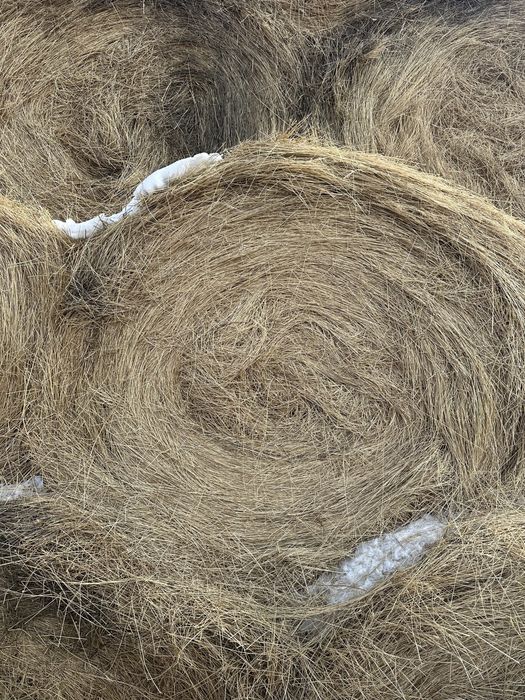 Сено в рулонах житняк