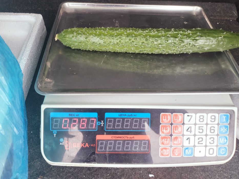 Свежие  огурцы и хрустящий