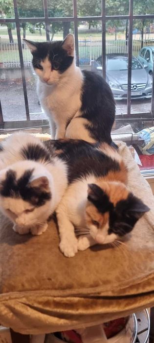 Малки котета 2 мес. гледани в дом