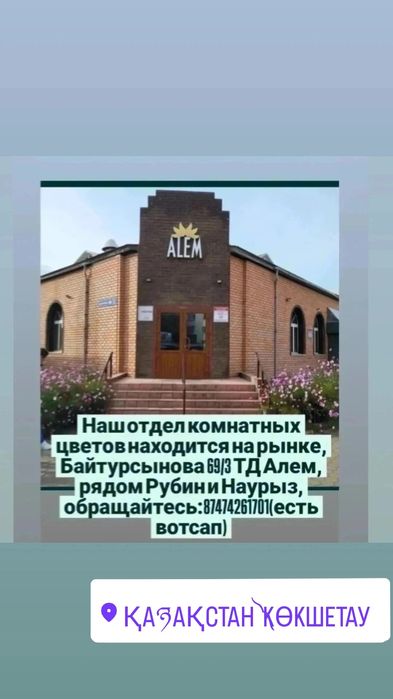 Комнатные цветы в ассортименте