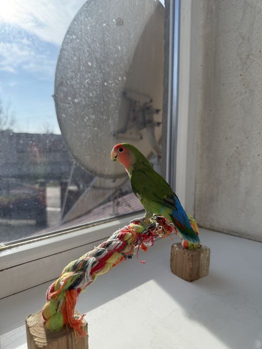 Продам попугаев , можно с клеткой можно без