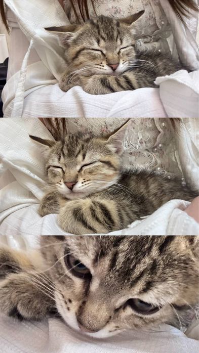 Отдам кота в добрые руки