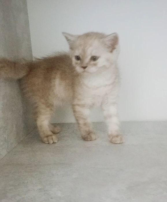 Шотландские котята