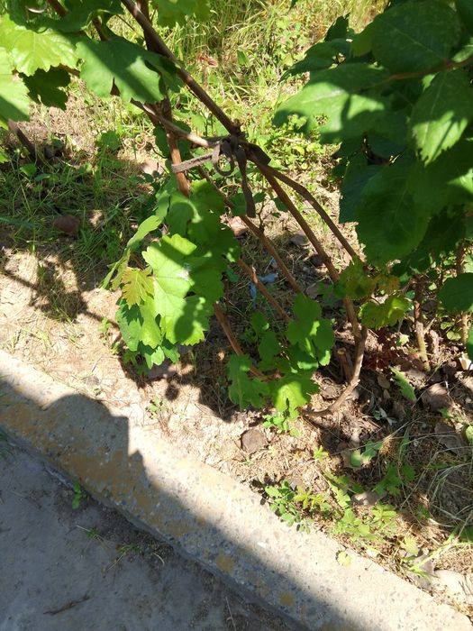 Продаётся дача 5.5 сот в районе "Ташаул" 22км от посто "куйлюкского"