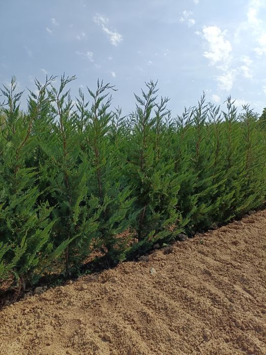 Leylandii Pro Gardena, Gard viu și Chiparos Leylandii