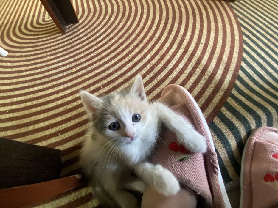 Отдам в добрые руки котят