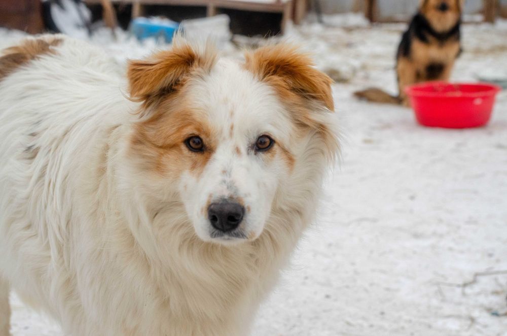 Собаки приюта в поиске дома