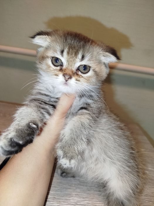 Mushukchalar sotiladi