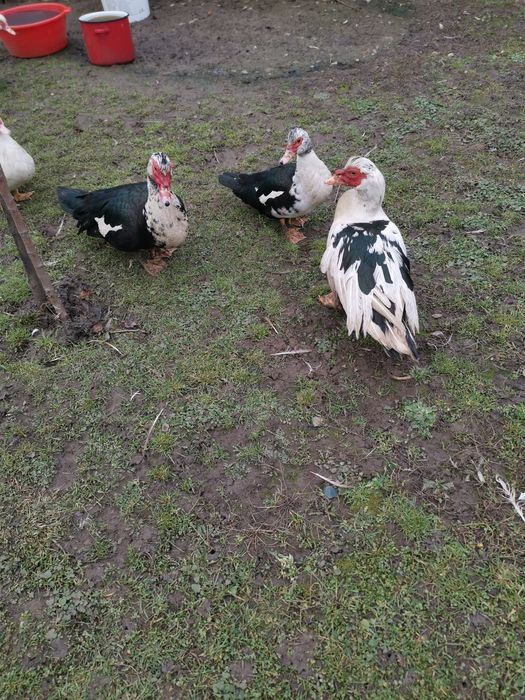 Vând rațe.       .