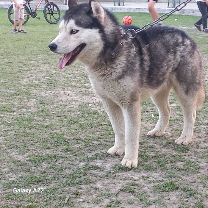 Anal bolmoq fotosurati