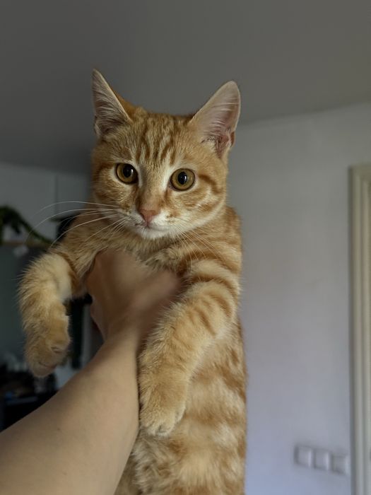 Котенок мальчик