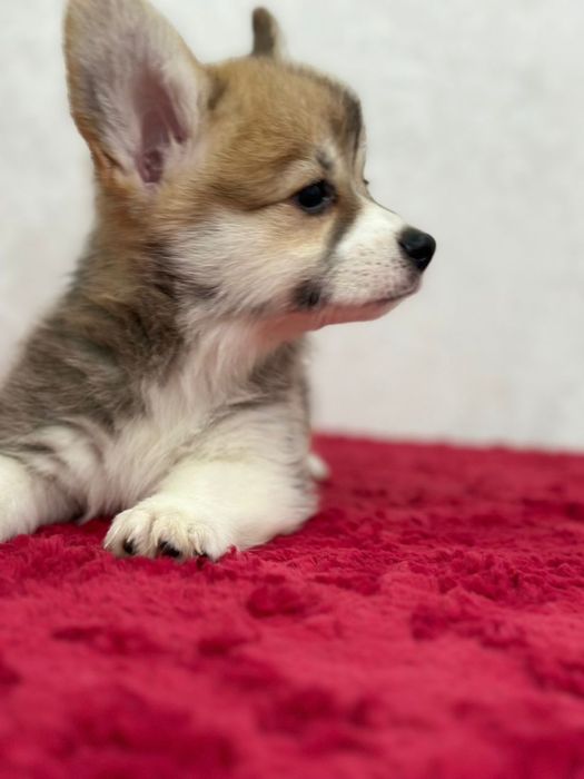 Красивые малыши вельш корги