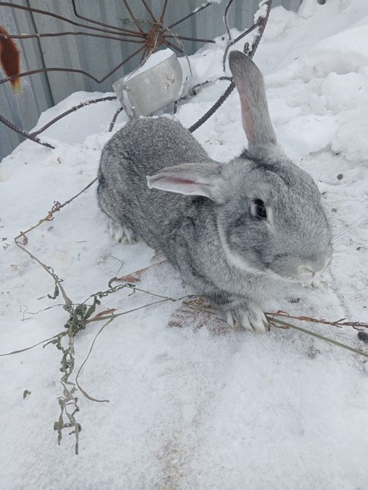 Кролики помесные
