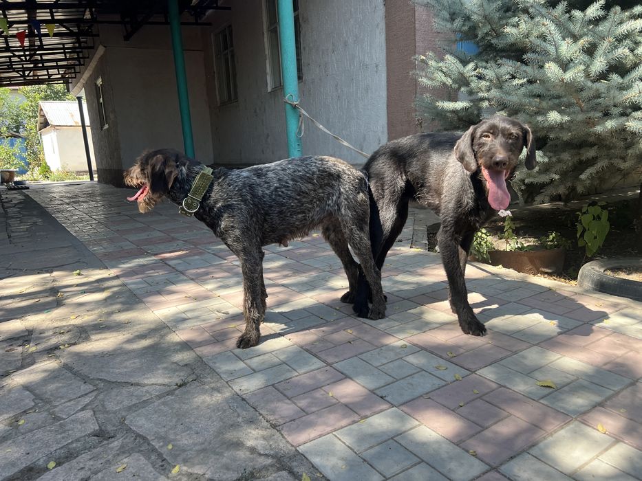 Продам щенка дратхара мальчик