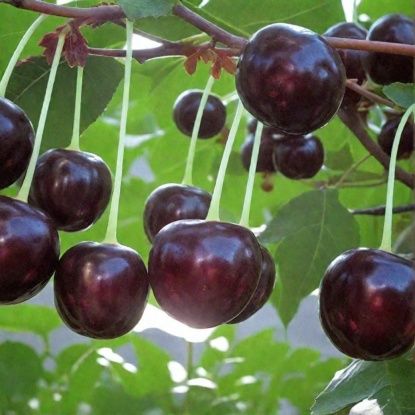 Көшеттер бар: инжир, бадам, жузім, вишня, урюк, клубника